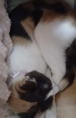 My Cat Luna She is my helper on the space ship