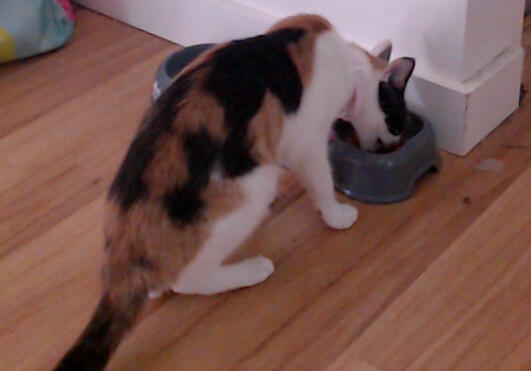 Luna Eating munch munch